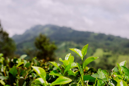 斯里兰卡山斯里兰卡种植园上的年轻茶叶在群山的背景下.