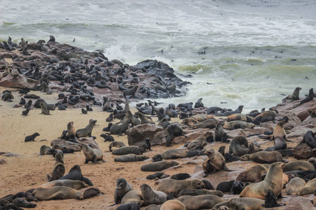 可爱的海豹在纳米比亚的大西洋海岸嬉戏。 海角