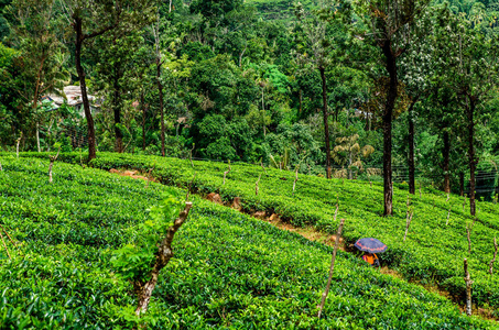 伞下的女孩在斯里兰卡种植园的茶丛中。