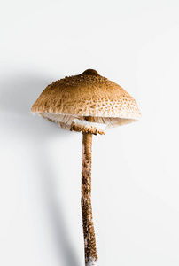 白色背景上的阳伞蘑菇。 大中华人民共和国