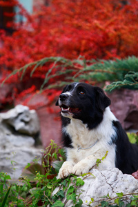 狗的边境牧羊犬躺在花园里