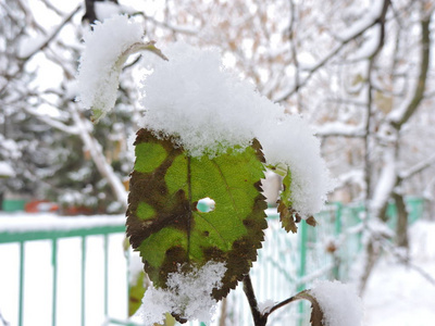 白雪中的绿叶