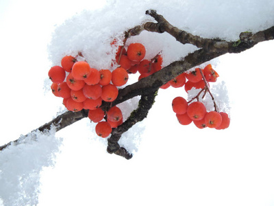 美丽的冬景雪罗万树