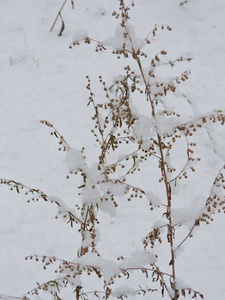 冬天田野上的雪植物