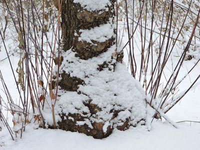 雪中带枝的冬树