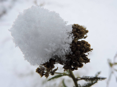 冬天公园里白雪覆盖的花