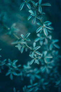 抽象的花卉背景。 草甸草本神秘背景。