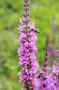 蜜蜂蜜蜂以盛开的紫色的松毛为食
