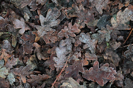接近地面上秋叶的高分辨率表面