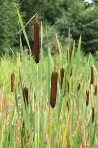 夏季有总状花序的芦苇植物图片