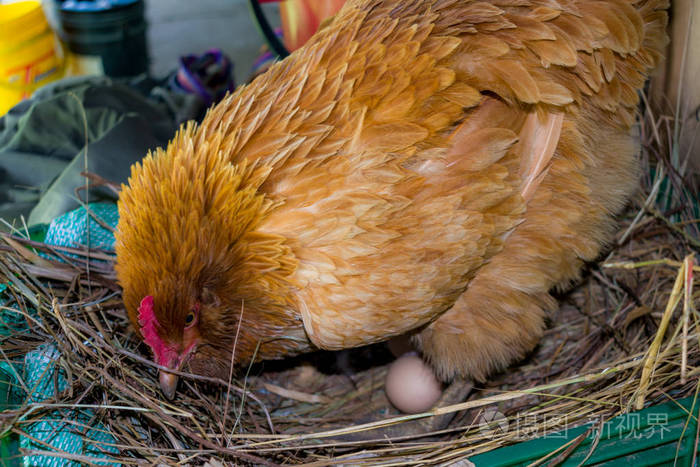 母鸡和鸡蛋在他的巢里