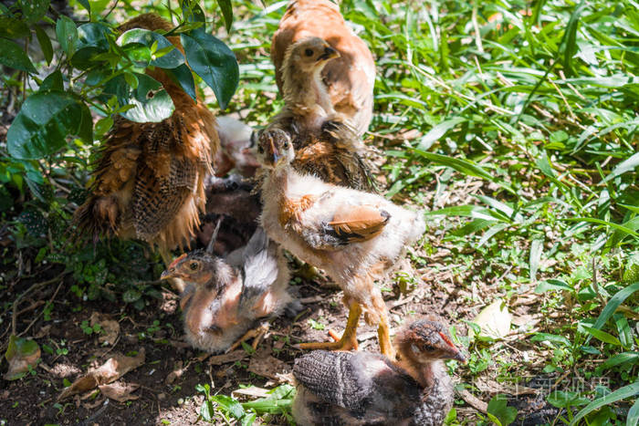 母鸡和她的小鸡一起吃草