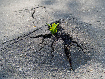 在阳光下发芽裂缝沥青涂层照片