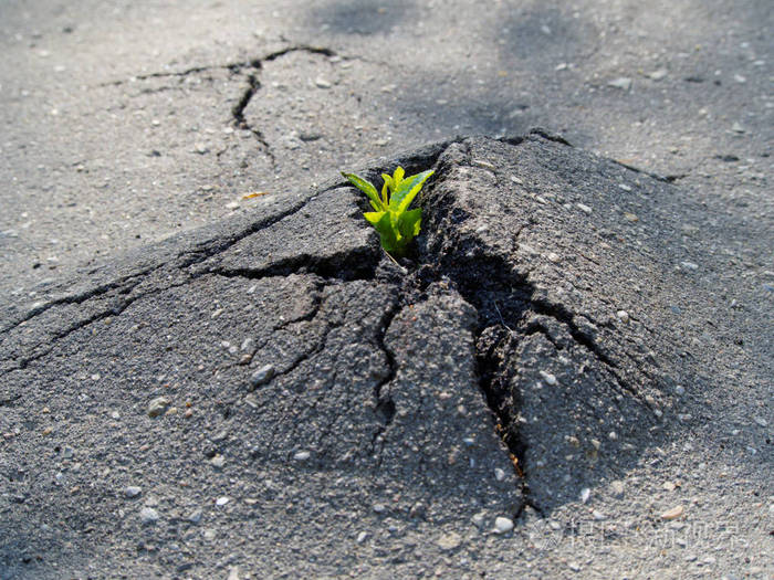 在阳光下发芽裂缝沥青涂层