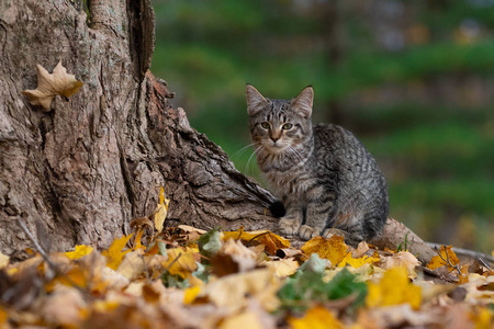 秋天树底上一只色彩斑斓的可爱的猫