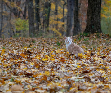黄色的胖乎乎的猫在秋天