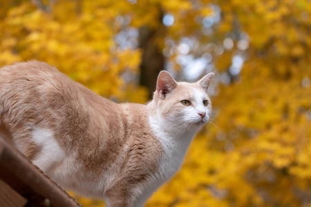 可爱的塔比猫，背景是黄色的落叶