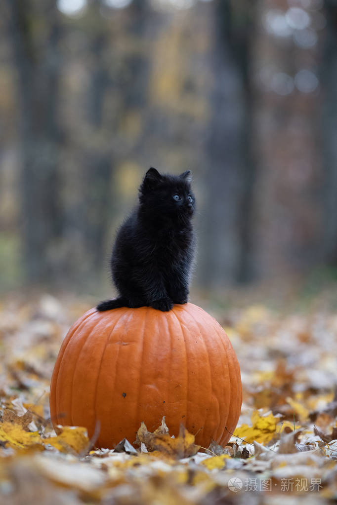 万圣节前夕一只可爱的黑猫坐在树林里的一个橙色南瓜上