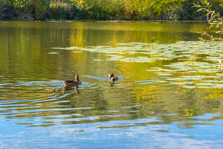 漂浮在河上的野鸭