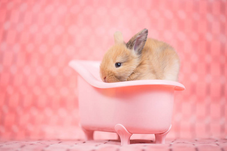 可爱的小兔子在粉红色浴缸里洗澡，在粉红色的布背景上洗澡。 三周大的小毛兔