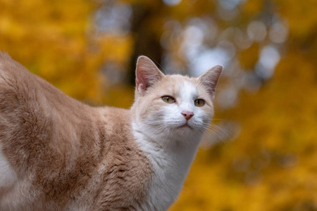 可爱的塔比猫，背景是黄色的落叶