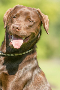 一只棕色的拉布拉多犬坐在公园里