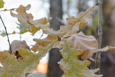 第一次霜在草上霜在树叶上霜在植物上橡树叶上霜