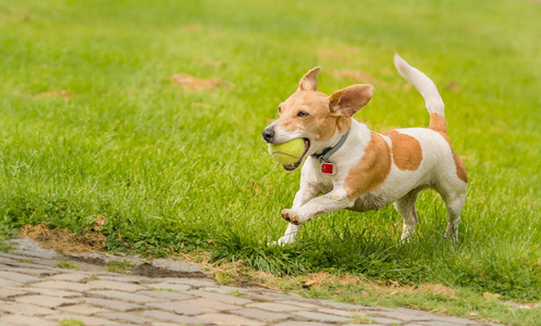 杰克鲁塞尔猎犬玩球