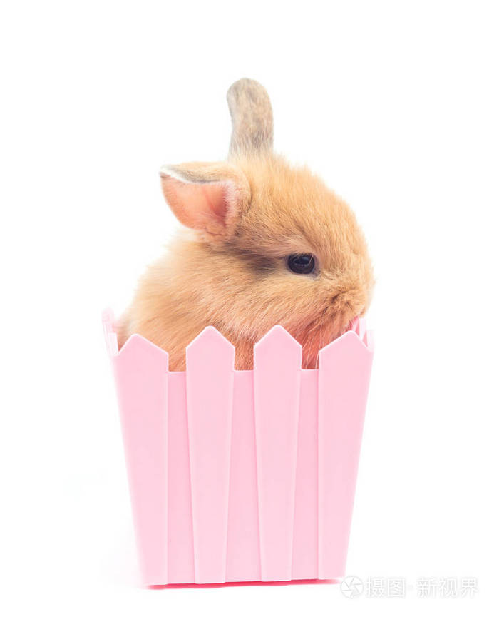 白色背景下分离的可爱兔宝宝特写