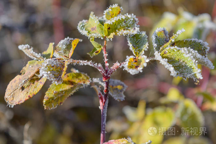 霜在草上霜在叶上霜在植物上霜