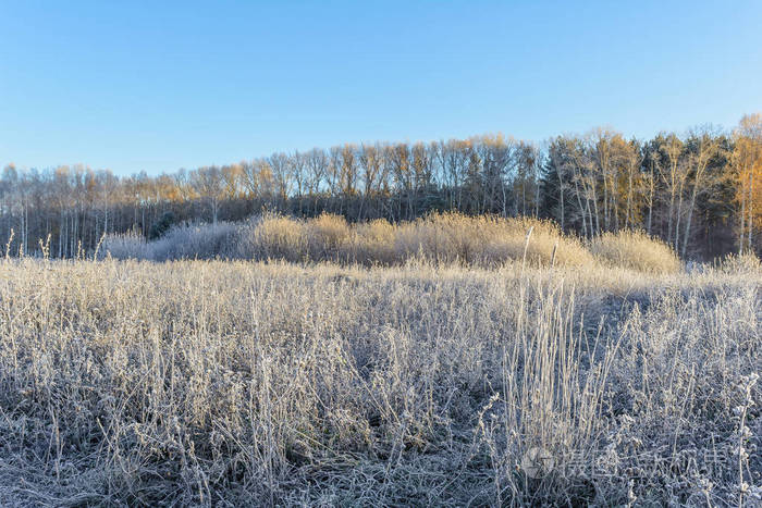 霜在田野里霜在植物上霜在草地上霜在树叶上霜在草地上霜在树上霜