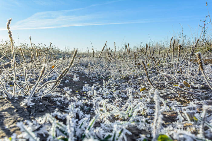 霜在田野里霜在植物上霜在草地上霜在树叶上霜在草地上霜