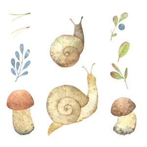 水彩秋季自然元素。 手绘插图。 蜗牛蘑菇