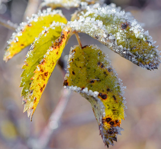 霜在草上霜在叶上霜在植物上霜照片