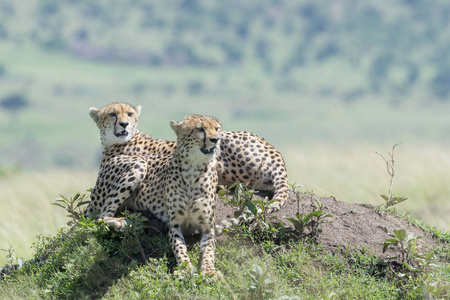 两只猎豹黑豹躺在白蚁山上，望着热带草原马塞马拉肯尼亚