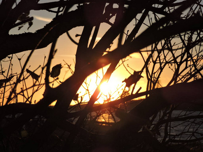 斯维堡岛上的日落树
