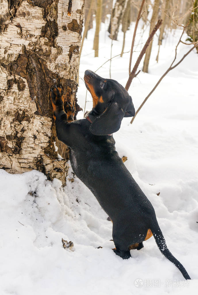 三个月的黑褐色达克顺德小狗在玩攀爬树干