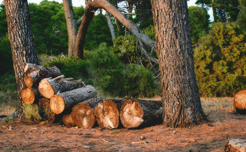 树干堆放在森林里的一堆木柴上