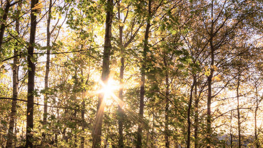 在哥德堡的backa当地森林里，阳光透过树木窥视