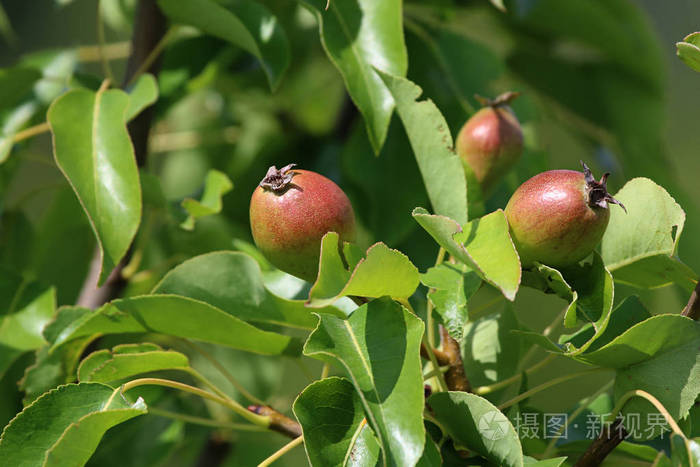 树枝上的小梨未熟梨树上花园里的梨拉脱维亚的夏季水果