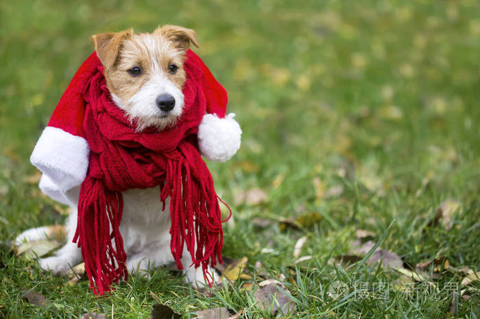 可爱的快乐杰克罗塞尔宠物狗狗戴着红色圣诞帽和围巾
