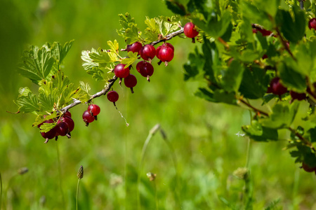 灌木枝上的鹅莓。灌木上的鹅莓。花园里的鹅莓。拉脱维亚的夏季浆果。