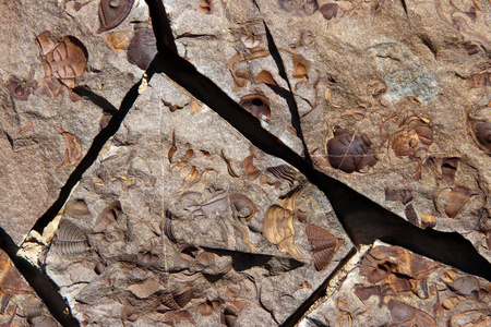 捷克共和国北波西米亚牡蛎晚期甲壳动物化石群照片