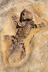 早二叠世时期化石的西摩里亚湾蓟马铸造。西摩里亚是一种食肉动物，大约有一米长的两栖动物，其中一些动物的适应能力类似于爬行动物
