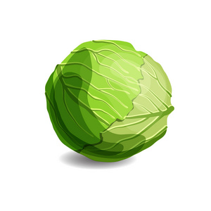 新鲜多汁的绿色卷心菜在白色背景查出。健康饮食, 素食