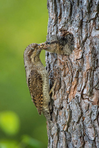 欧亚的Wryneck，Jynxtorquilla在绿色的绿色背景下喂养它的雏鸟，在它们筑巢的季节，金色的光图片，捷克共和国