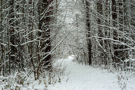 背景景观雪后冬季森林茂密