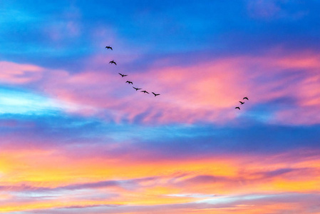 漫画的鸟图片 漫画的鸟素材 漫画的鸟插画 摄图新视界