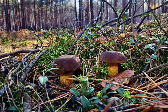 蘑菇在森林里生长
