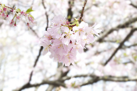 日本樱花盛开樱花日本春花樱花粉红色樱花。